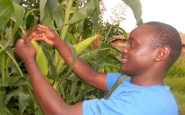 Campagne agricole