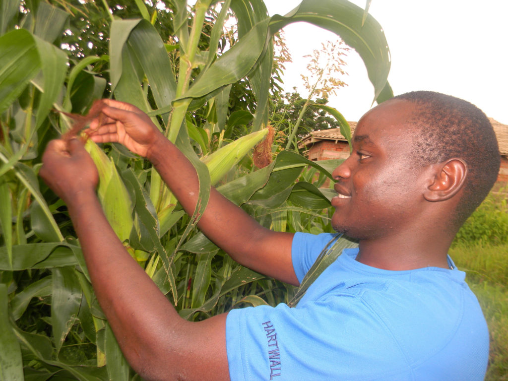 Campagne agricole