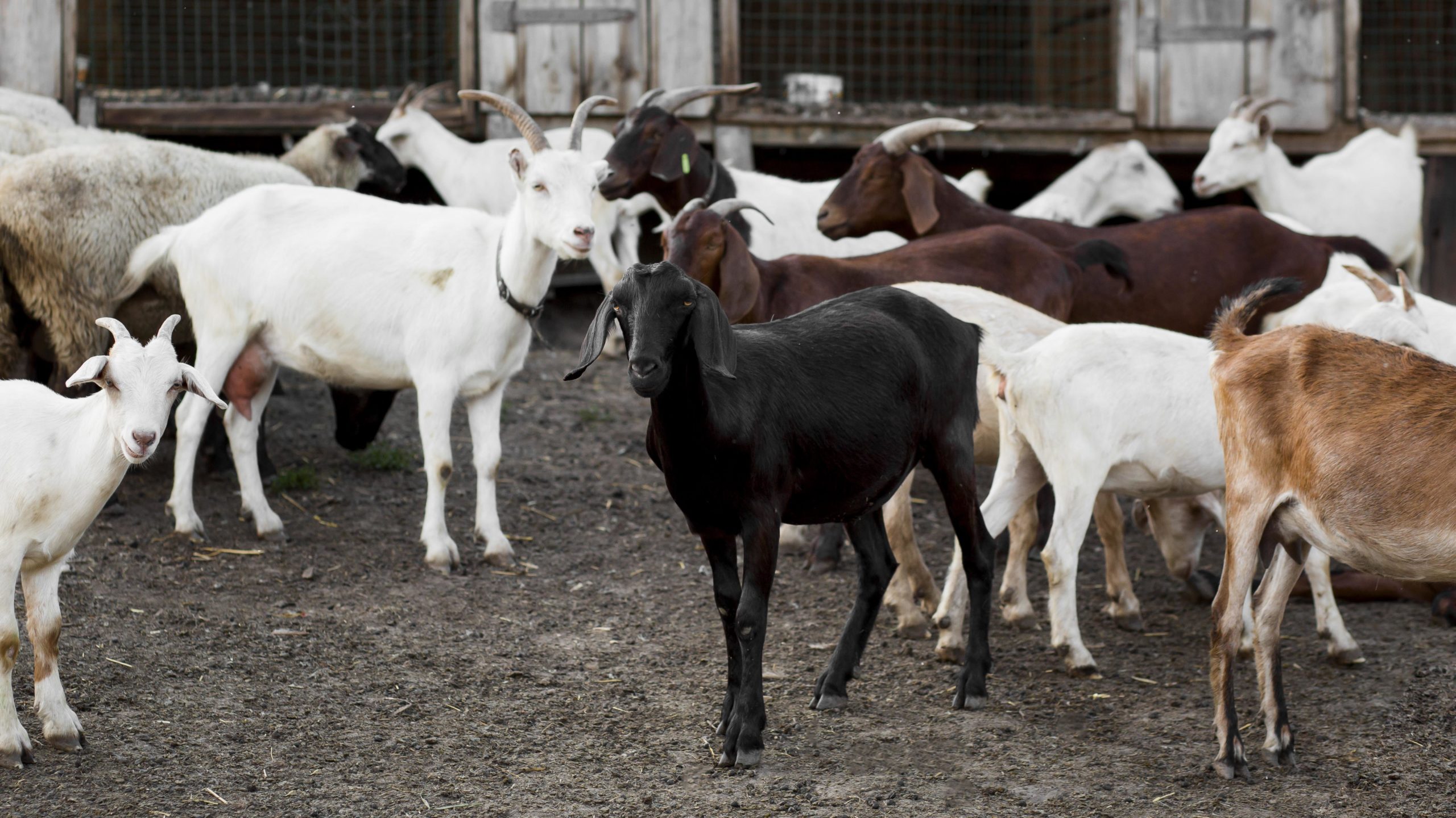 Élevage au Sénégal